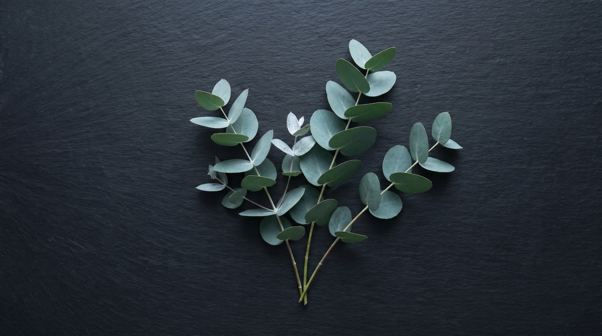 Cut eucalyptus branches with round blue-green leaves arranged flat on a dark charcoal slate surface, seen from above.