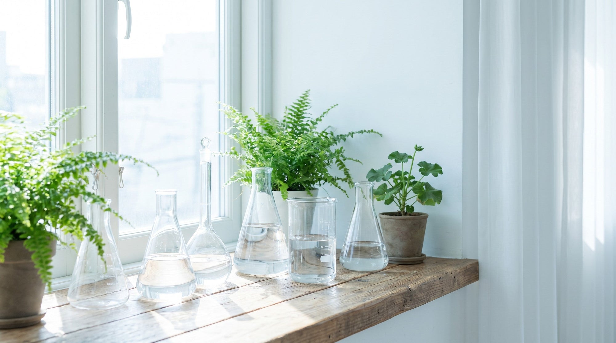 Clear glass vessels of water on a sunlit windowsill with green plants, bright and airy.